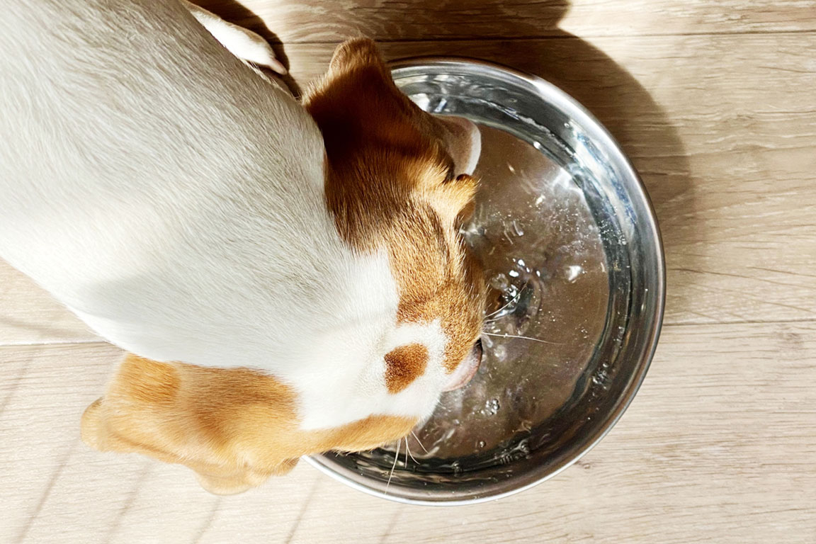 愛犬用アメニティ